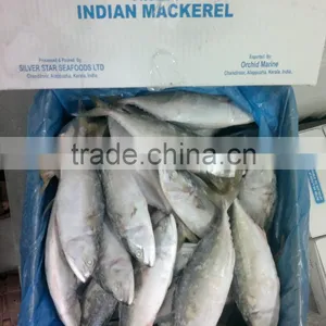Good Quality Indian Mackerel at Less Pricel thumbnail-1