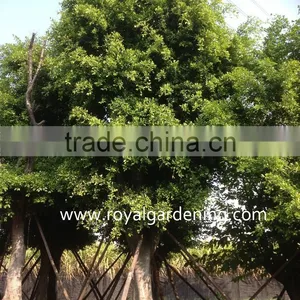 Ficus Nitida Dia 5-20cm,high 3-5m thumbnail-1