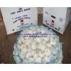 Fresh Normal White Garlic thumbnail-1