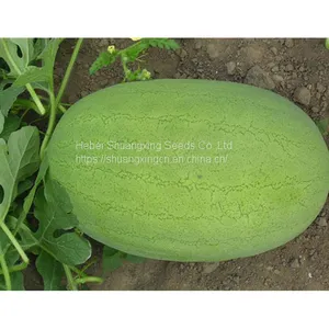 SHUANGXING f1 Big Hybrid Watermelon Seeds Outdoor Grown thumbnail-2
