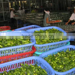 Selling Good Quality of Pickled Cucumber thumbnail-1