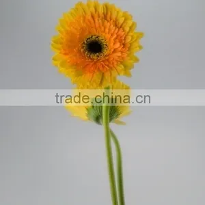 Quality Champagne Fresh Gerbera Plants thumbnail-4