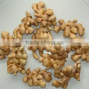 Price of Fresh Ginger thumbnail-1