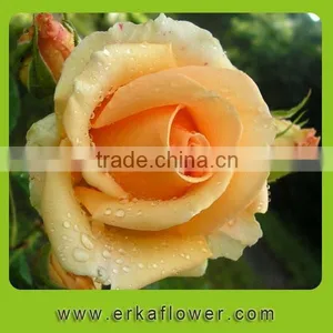 Good Smell 2016 Hot Sale New Added Flower Product Rose thumbnail-1