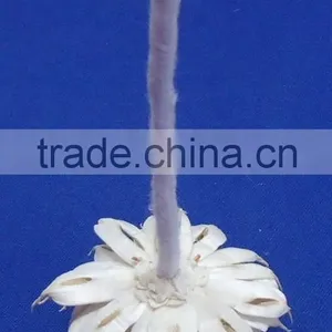 Sola Flower thumbnail-4