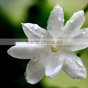 Natural Essential Oils For Spa (Katyani Brand) thumbnail-1