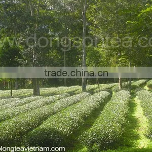 Delicious Black Tea thumbnail-6