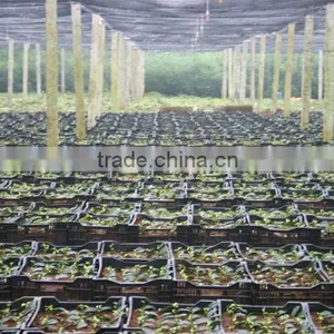 Good Quality Oolong Tea - High Grade Vietnam Oolong Tea thumbnail-5