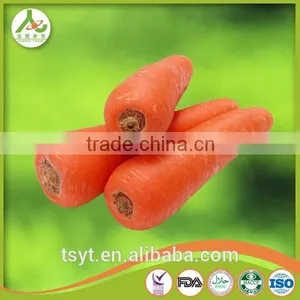 Health Food Fresh Carrot Crisp and Good Flavor Fresh Carrot Carrots thumbnail-1