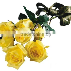 Grade A Fresh Cut Flower Importers thumbnail-4