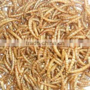 Good Quality Oven-baked Mealworm of Bird Food thumbnail-4