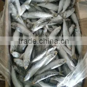 Competitive Price Wholesale Sardine thumbnail-2
