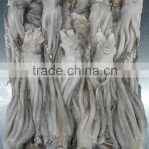 Frozen BQF New Produced Tweed Bait Squid Heads thumbnail-1