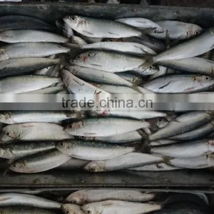 FROZEN SARDINE SEAFOOD FOR SALE thumbnail-1