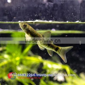 Garra Rufa / Doctor Fish for Sale and Export From Thailand thumbnail-4