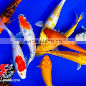 Koi Fish Bleeding Farm and Export From Thailand thumbnail-4