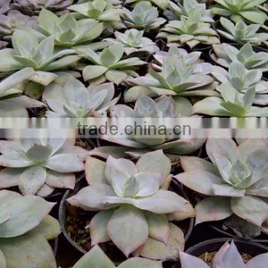 Echeveria Cante thumbnail-1
