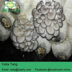 Dried Oyster Mushroom thumbnail-3