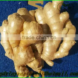 More Than 200 g Fresh Ginger/air Dried Ginger: Exports Europe and the United States thumbnail-2