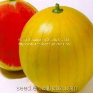 King Fu Small Watermelon Seeds With Good Taste From China thumbnail-1