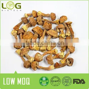 Agaricus Blazei Medical Mushroom thumbnail-1