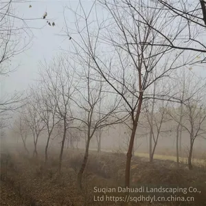in 2020, the Price of a Chinese Tallow Tree With a Trunk Diameter of 10 Centimeters is 220 Yuan per Tree. Chinese Tallow Tree Base for Street Trees thumbnail-2