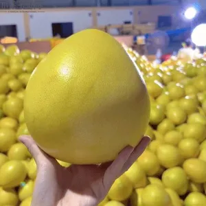 High Quality Fresh Grapefruit Fresh Pomelo Manufacture thumbnail-2