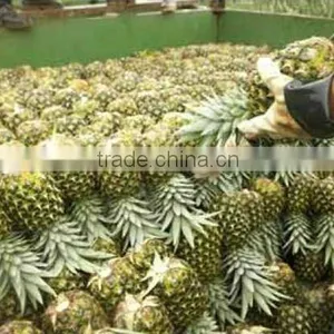 Fresh Pineapple ( Tropical Fruit) thumbnail-6