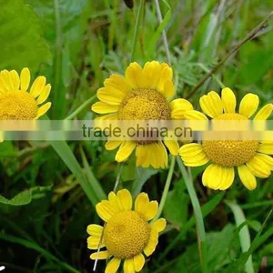 Golden Camomile , Anthemis Tinctoria Linn.,flower Seed,herb Seed,vegetalbe Seed,fruit Seed,grass Seed thumbnail-2