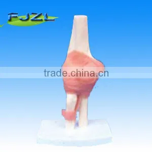 Eblow Joint With Ligament thumbnail-1