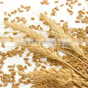 100 Pure and Natural Wheat Sprout Oil thumbnail-1