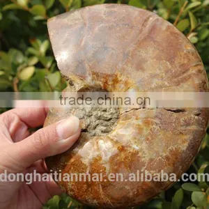 Wholesale Large Snail Fossils/Gemstone Jewelry/Gemstone Art Crafts thumbnail-2