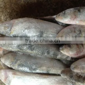 New Caught Whole Round Frozen Sardine 8-10pcs/kg for Market thumbnail-2