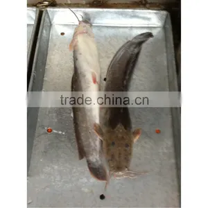 Frozen Catfish Whole Round thumbnail-1