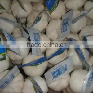 Snow White Garlic Crop 2013 thumbnail-1