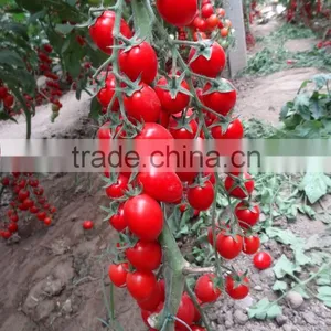 Hybrid F1 Red Cherry Tomato Seeds-Tai Ya NO.6 thumbnail-1