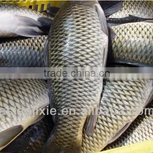 High Capacity Fish Scale Remover/fish Scale Remover/fish Scaling Machine thumbnail-3