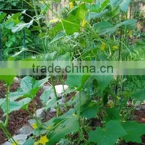 Agriculture Plant Climbing Support Net for Melon thumbnail-1