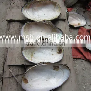 New Arrival Wholesale Natural Freshwater Shells Raw Shells thumbnail-3