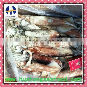 Frozen Whole Round Squid thumbnail-1