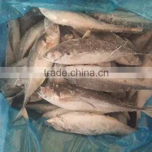 Whole Round Fish Frozen Hard Tail Scad for Market thumbnail-3