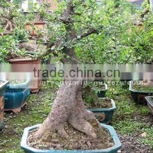 Ulmus Pumila Bonsai Trees Stump Shape thumbnail-1