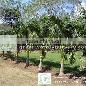 Veitchia Merrillii Trees thumbnail-1