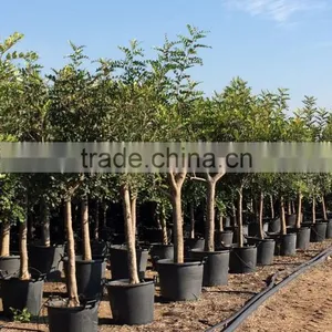 CERATONIA SILIQUA "Carob Tree" thumbnail-4