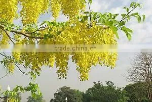 Golden Shower Tree Seeds thumbnail-1