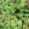 Sphagnum Girgensohnii P.E. thumbnail-1