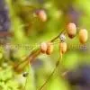 Bryum Argenteum P.E. thumbnail-1