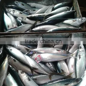 Hot Sale Grade A Horse Mackerel thumbnail-3