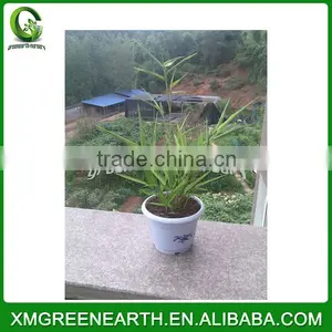 PHYLLOSTACHYS PUBESCENS -- Moso Bamboo Small Plant in Plastic Pots (4) thumbnail-3