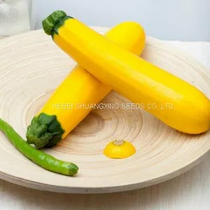 Yellow Beauty Early Maturity Yellow Skin Hybrid Squash Seeds thumbnail-2